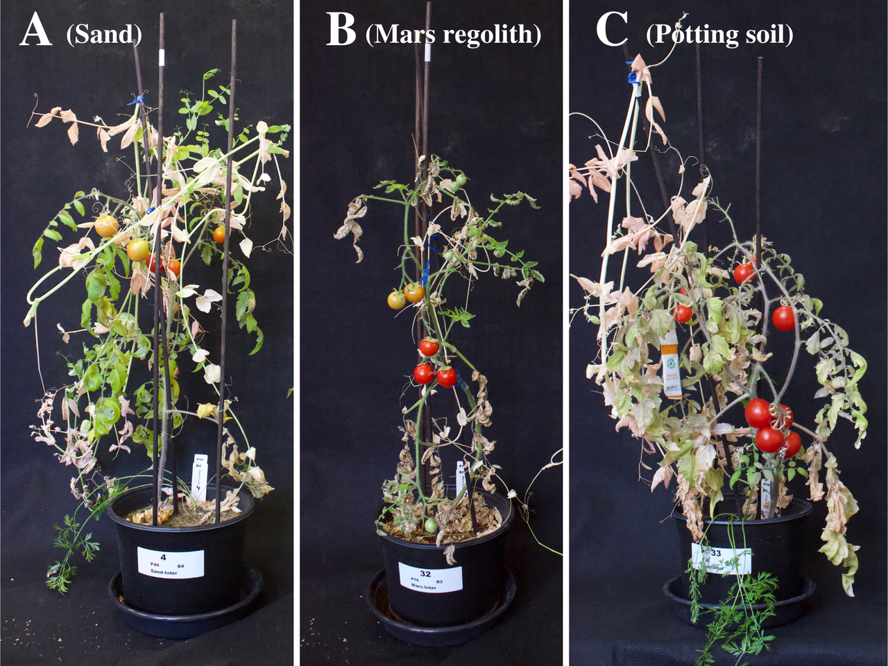 An Ancient Maya Practice Could Be the Key to Growing Vegetables on Mars