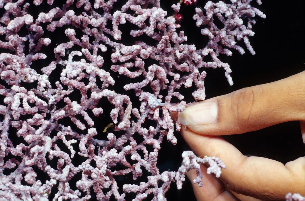 a pygmy seahorse compared to a fingernail