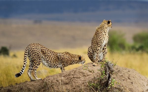 Cheetahs' Minute Watching thumbnail