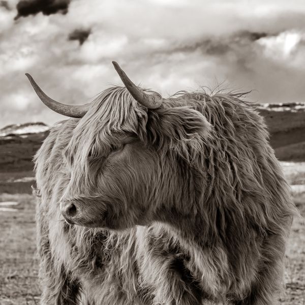 Queen's Look thumbnail