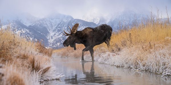 Nature's Crossing thumbnail