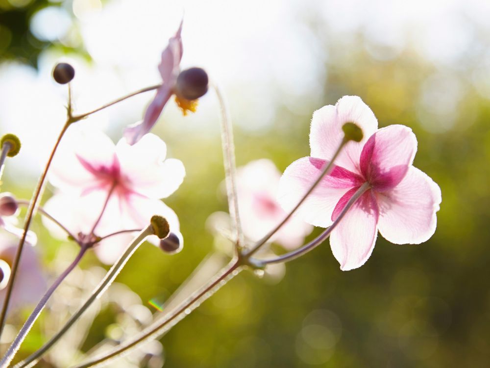 spring blooms