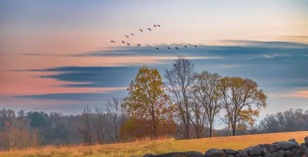 Geese fly over a stunning Autumn sunset sky thumbnail