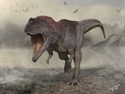 Meraxes had a large skull and short arms, in the same proportions as Tarbosaurus, a relative of T. rex.