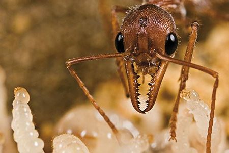 An Australian bull dog ant tends larvae.