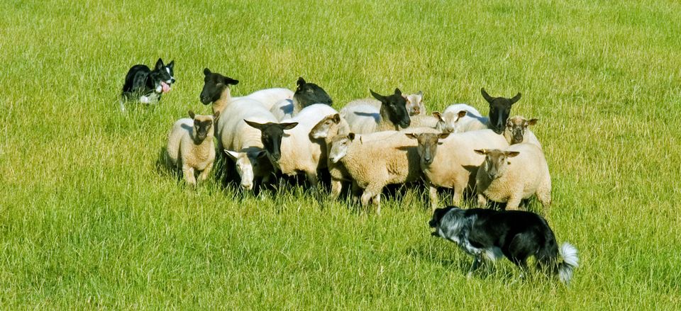  Sheep dogs working their herd 