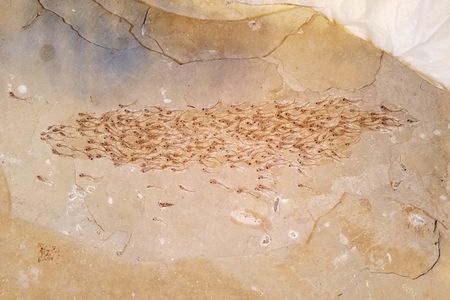 The prehistoric school seems to adhere to the laws of attraction and repulsion, with members maintaining enough distance between neighbors without straying too far from the group