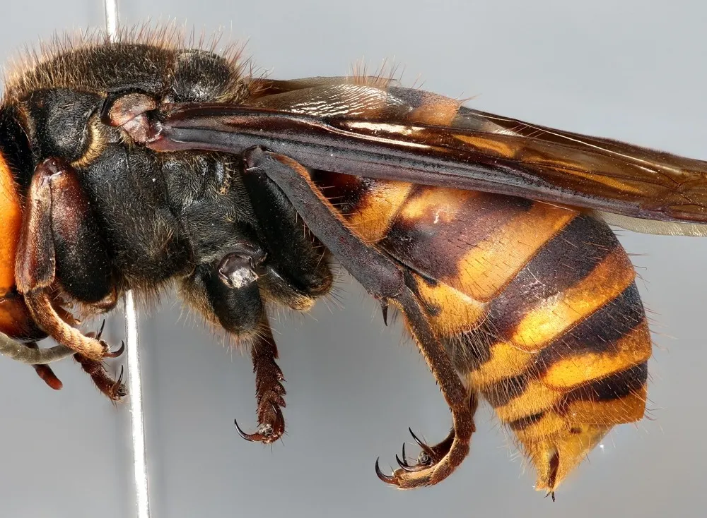 The Asian Giant Hornet, Vespa mandarinia, can grow up to two inches long and is a species not native to North America. The National Insect Collection, co-curated by the Smithsonian National Museum of Natural History and the United States Department of Agriculture (USDA), houses one of the first specimens collected in North America (Michael Gates, USDA).