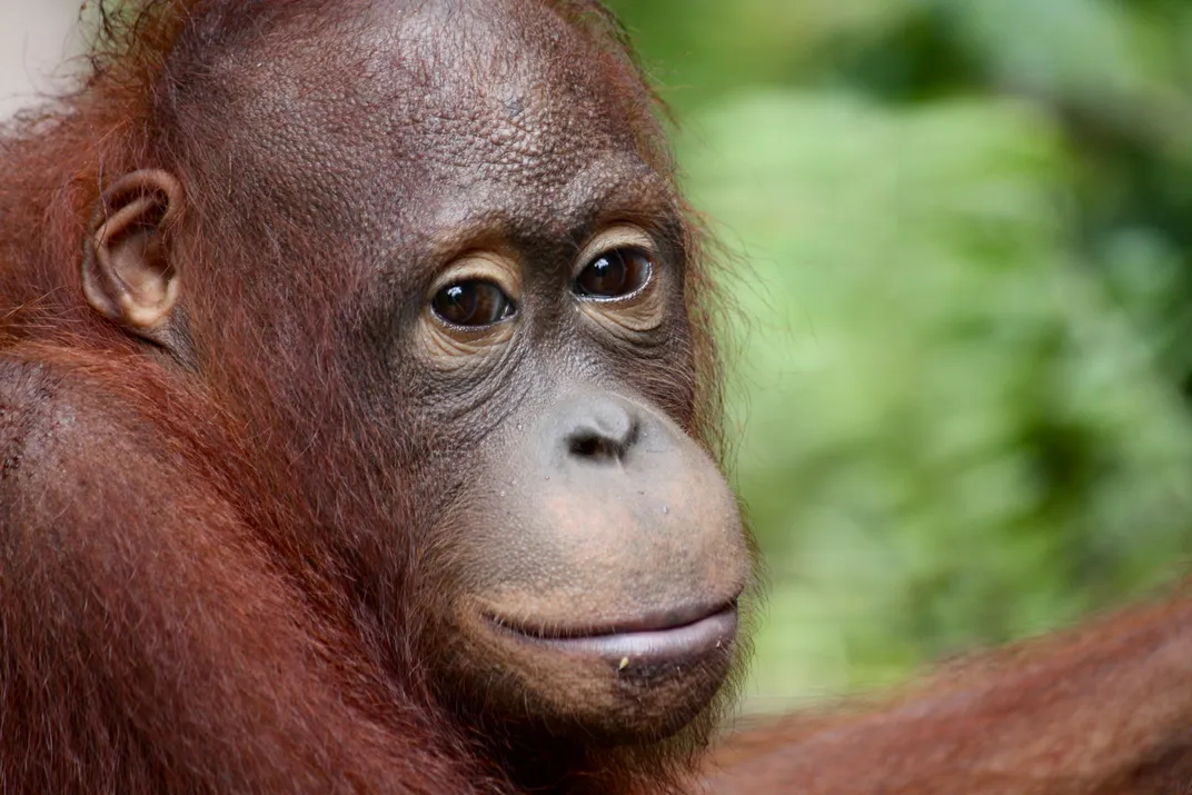 A juvenile female orangutan | Smithsonian Photo Contest | Smithsonian ...