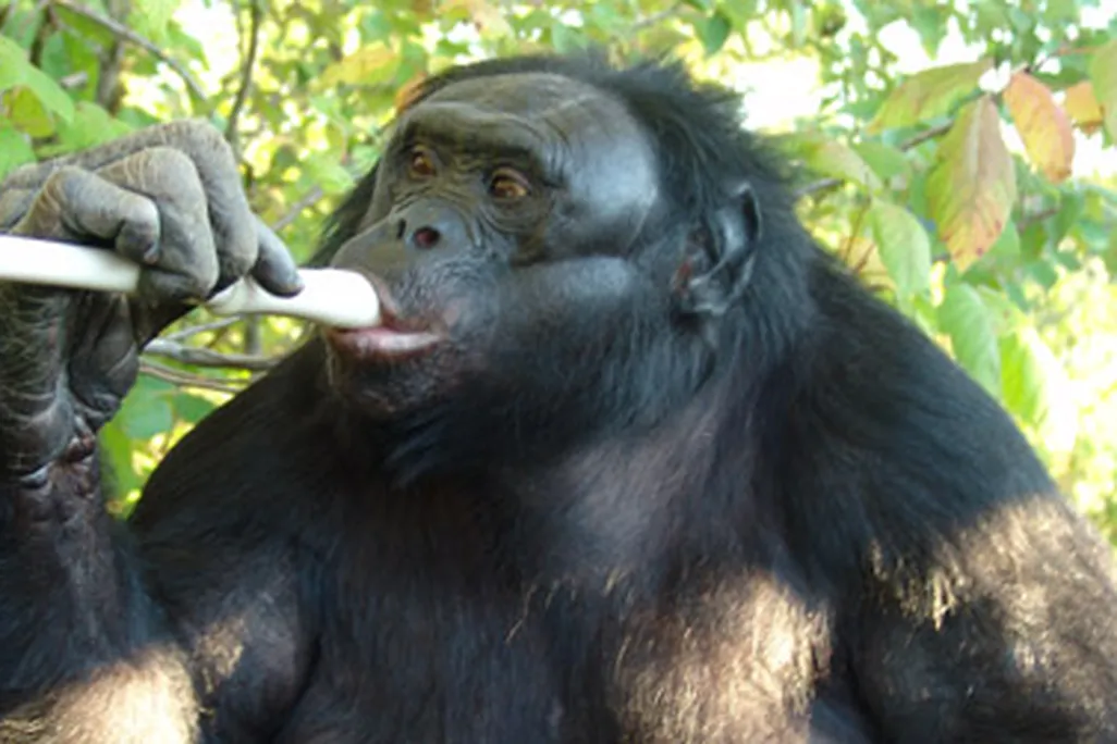 Kanzi the bonobo is quite the musician