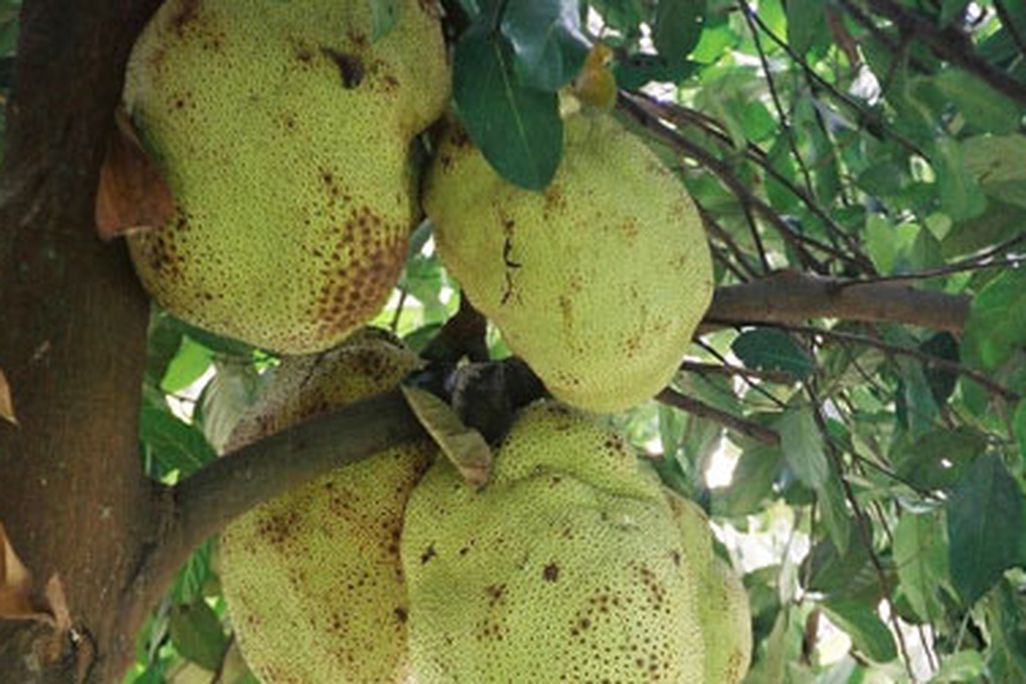 A farmer in the Congo harvests jackfruit, the largest tree fruit in the world.