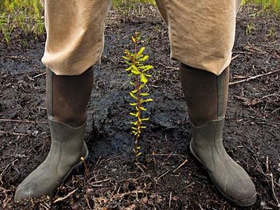 Salt tolerant trees
