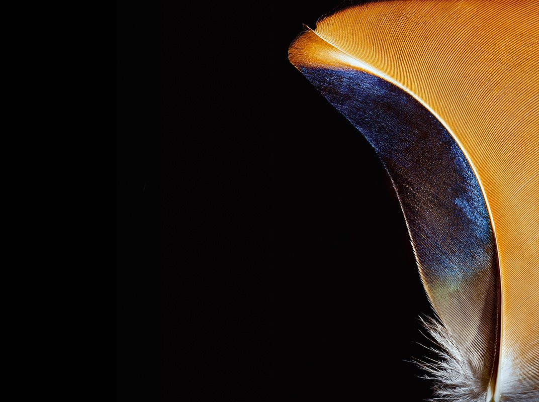 The Extravagant Beauty of Feathers