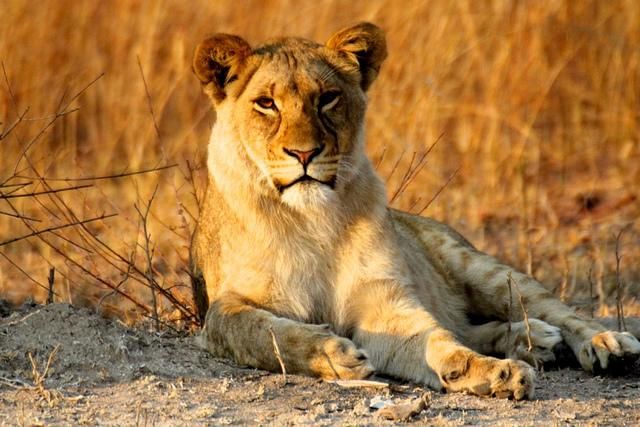 Zimbabwe Lion