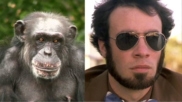 Preview thumbnail for Ask Smithsonian: Can Chimps Be Genetically Engineered to Be Like Humans?