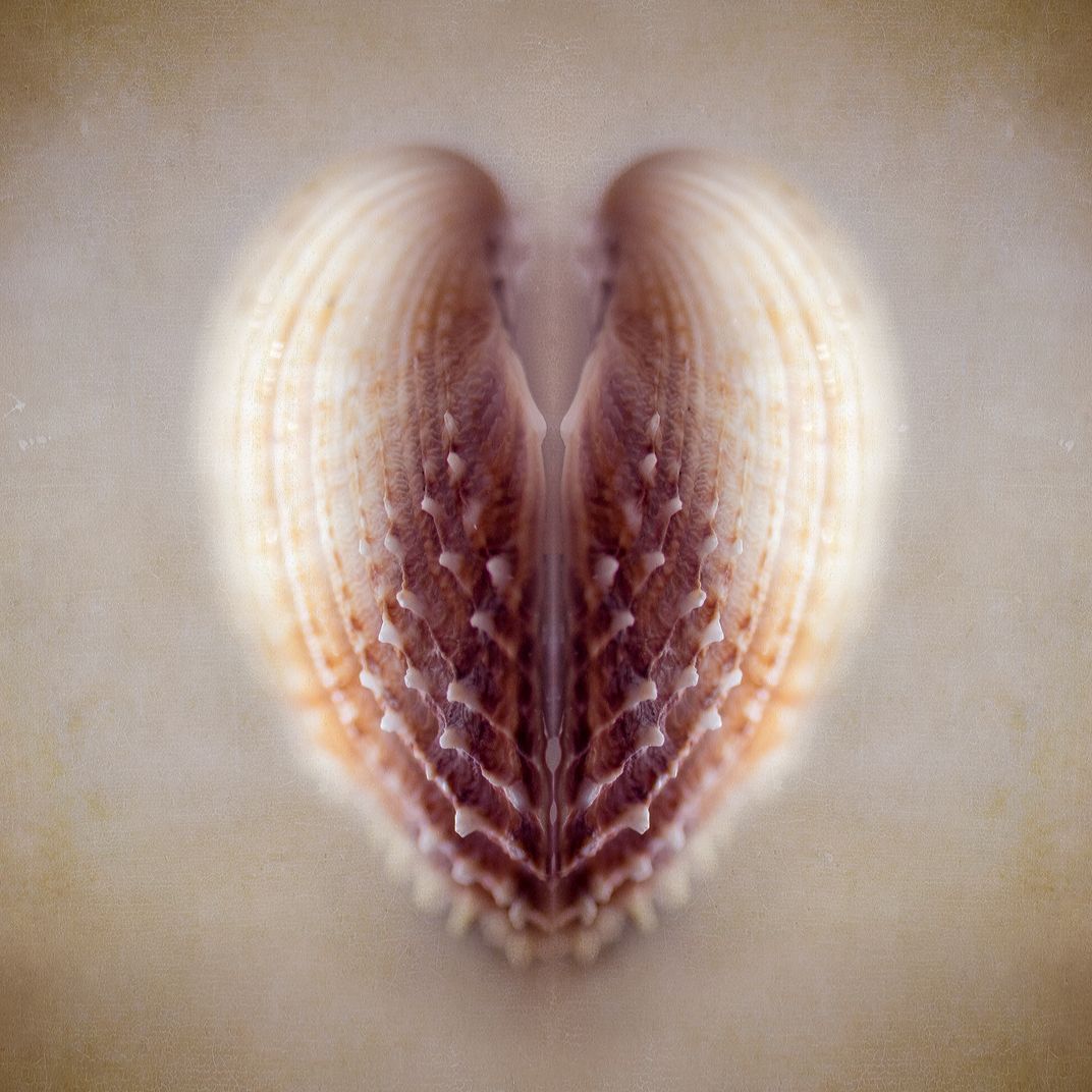 overhead view of a shell appears shaped like a heart