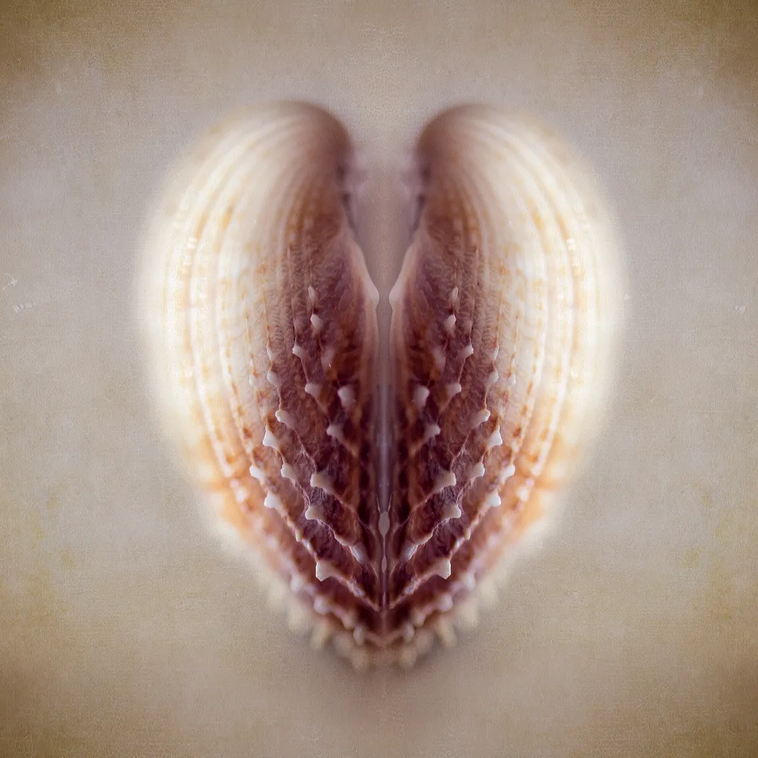 overhead view of a shell appears shaped like a heart