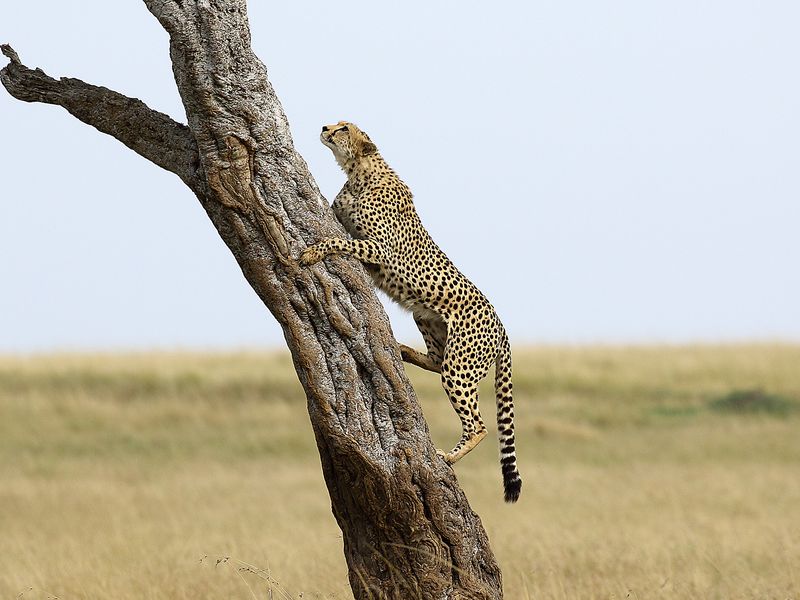Cheetah climbig the tree Smithsonian Photo Contest Smithsonian Magazine