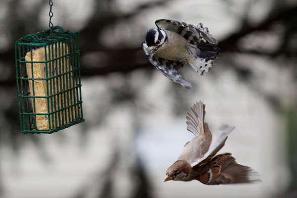 Downy woodpecker and house sparrow fighting for food thumbnail