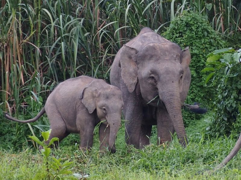 Two Elephants Eating Smithsonian Photo Contest Smithsonian Magazine