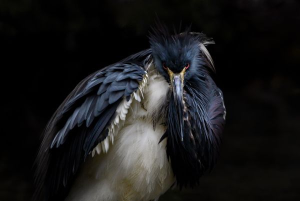 Tricolored Heron thumbnail
