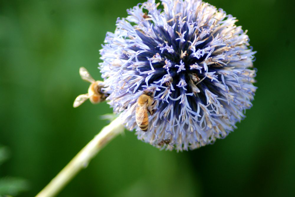 Unlike birds, bees don't seem to mind being photographed.