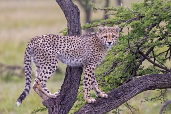 Cheetah Cub in a Tree thumbnail