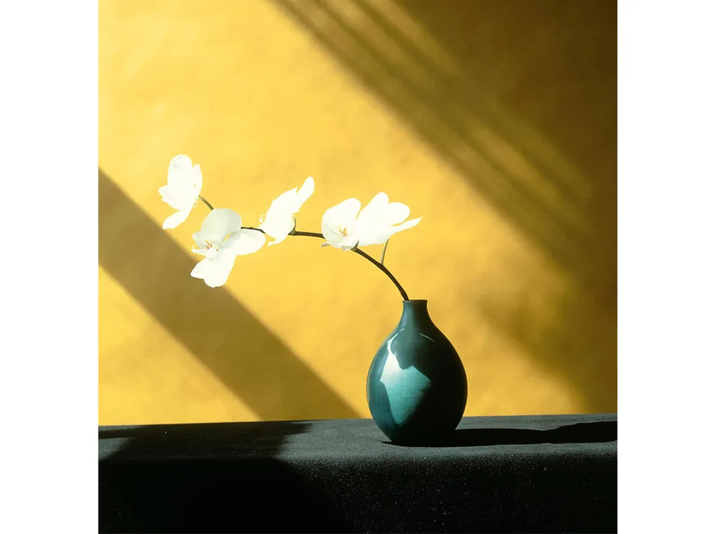 Robert Mapplethorpe Could Make Even Tulips Erotic