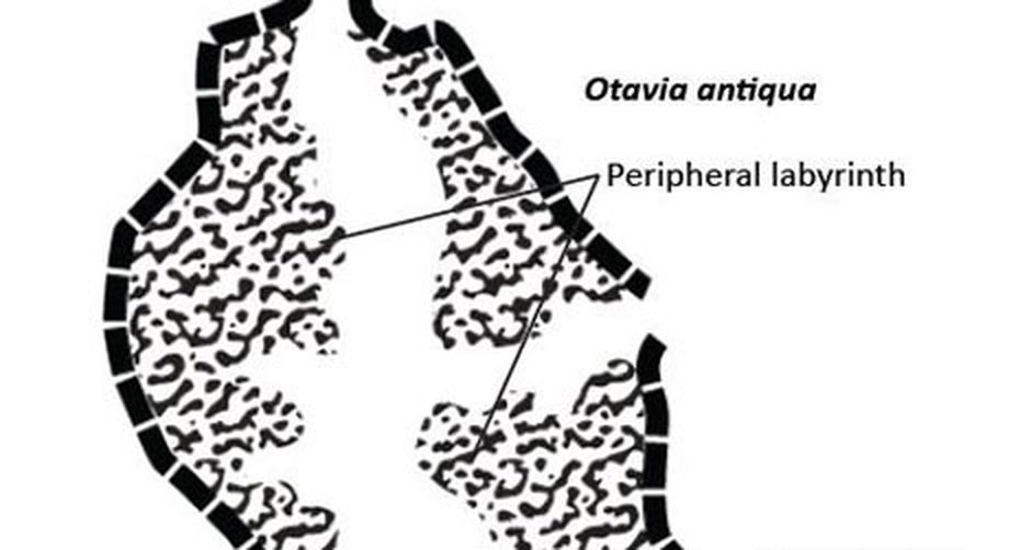 Oldest Animals Ever Discovered