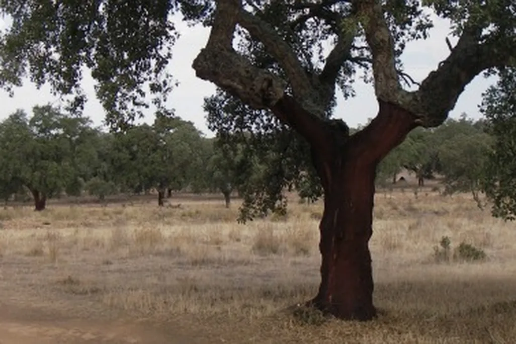 Cork oaks
