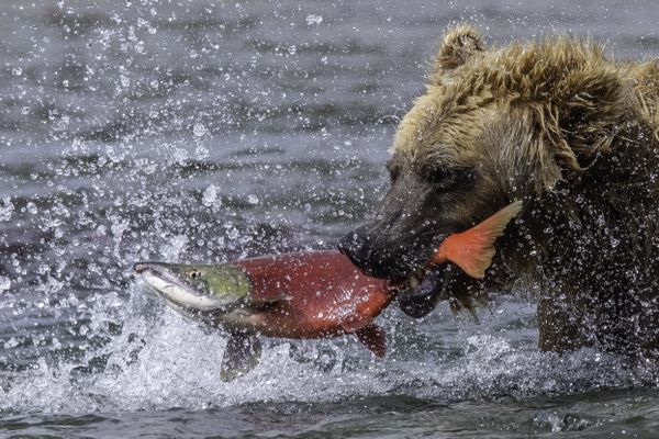Bear caught a Salmon thumbnail