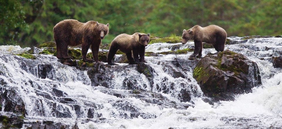  Brown Bear sow with cubs in Southeast Alaska. 