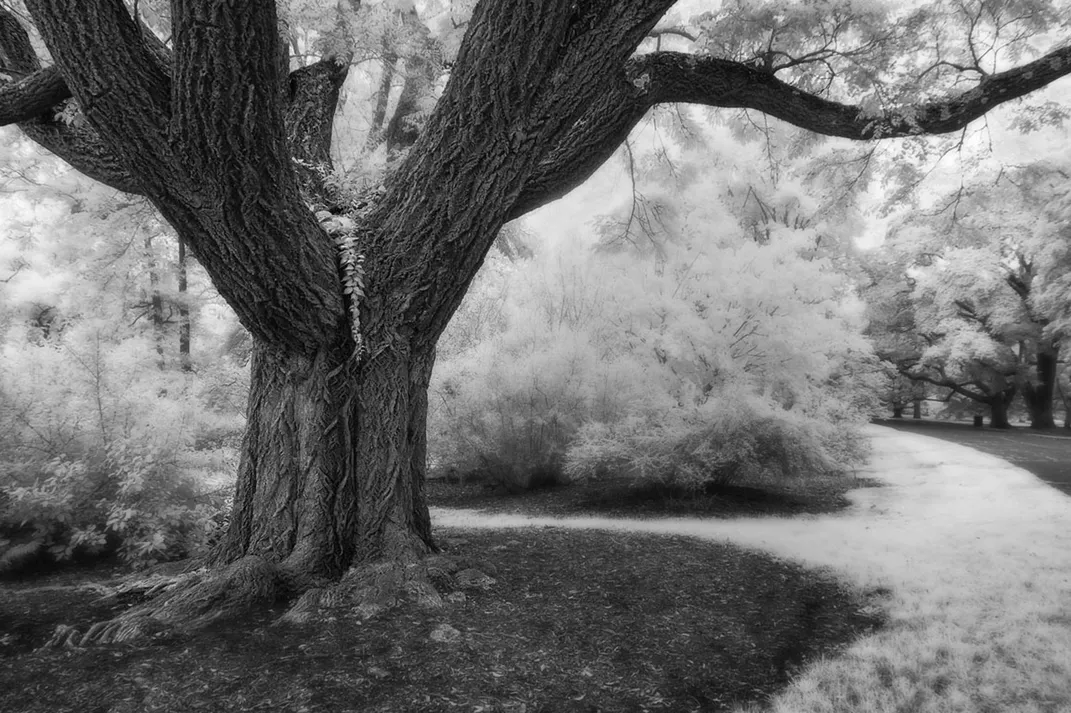 Arnold Arboretum