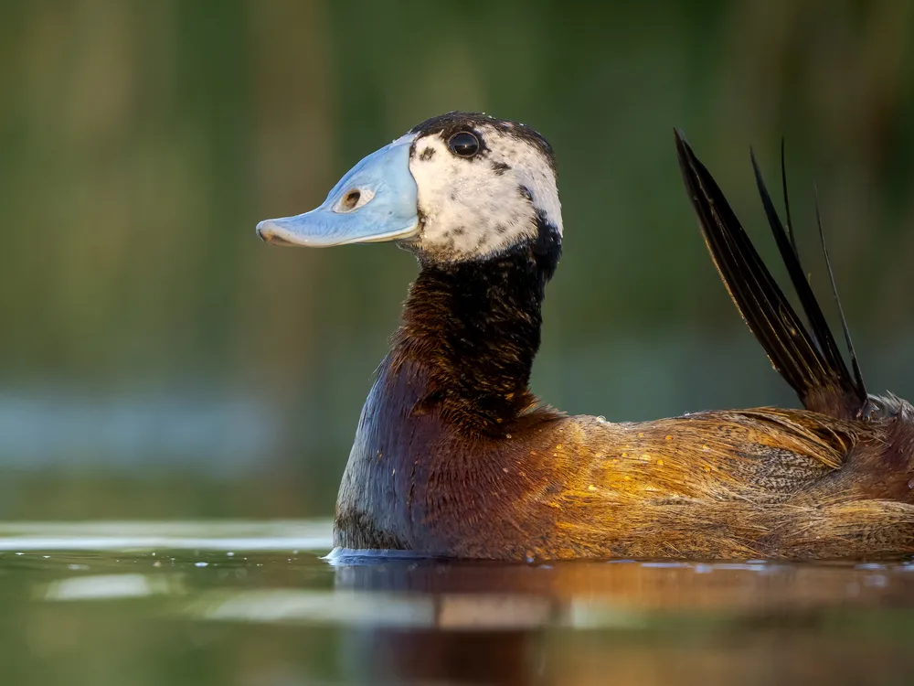 Duck