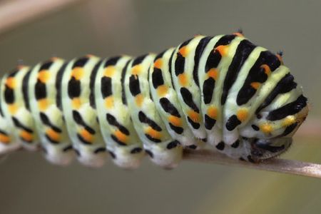 Swallowtail caterpillar with little depth of field.