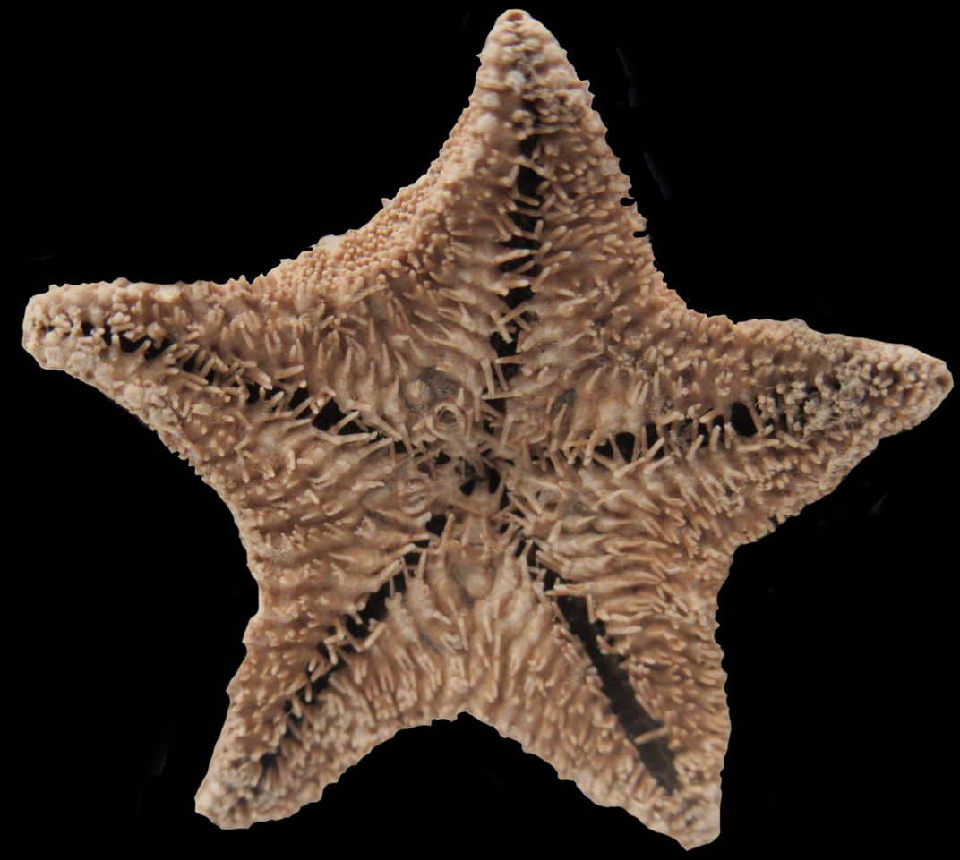 Star Fish (Sea Star) story — Steemit