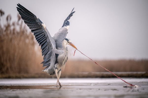 Lady and the Tramp thumbnail