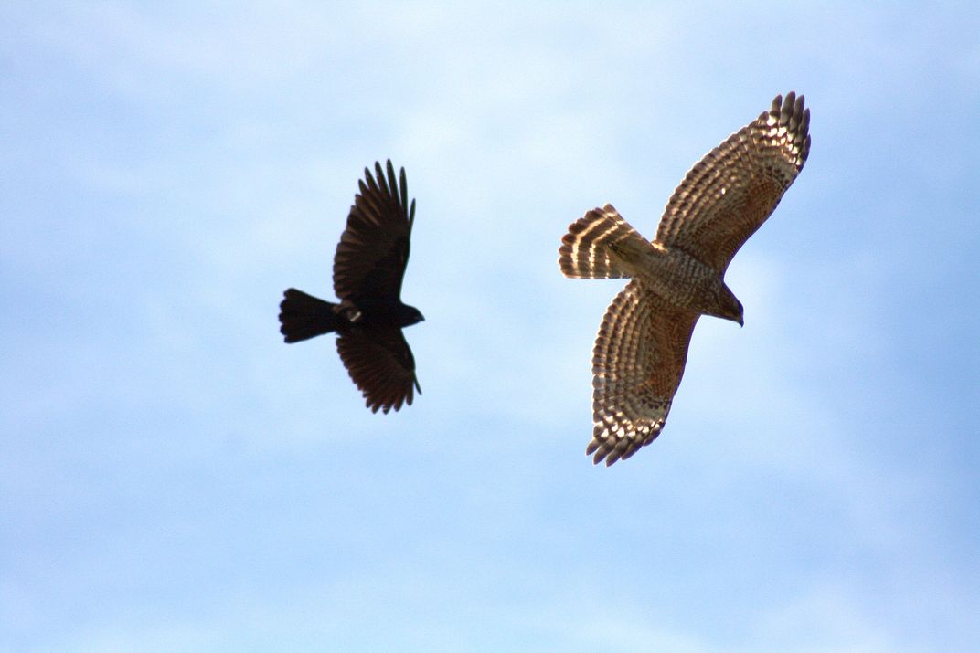 Crow chasing Red-shoulder hawk | Smithsonian Photo Contest ...