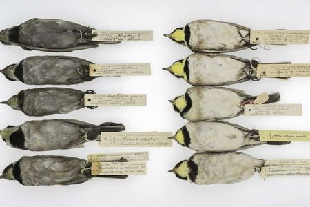 Older, soot-covered horned larks on the left and cleaner specimens on the right