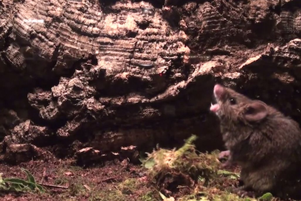 mouse-sing.jpg