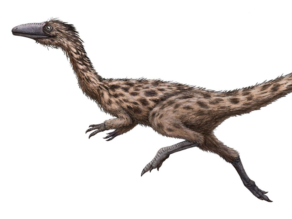 The image shows a light brown feathery dinosaur with dark brown spots. The dinosaur is shown in a sprinting pose against a white background  