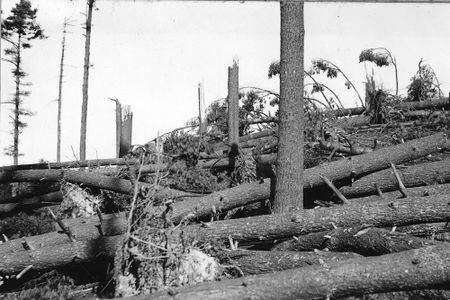A southern New Hampshire pine forest was entirely blown down in the hurricane of 1938.