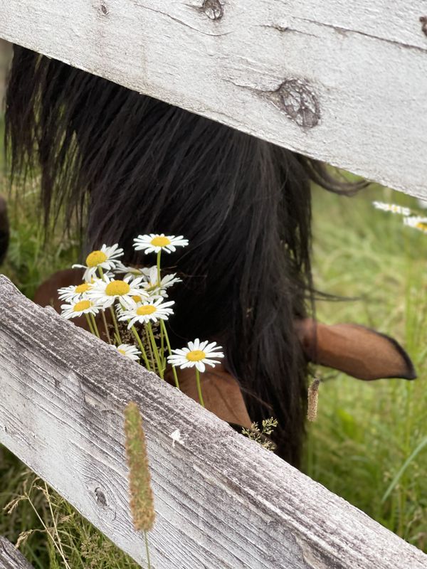 Horse and a Daisy thumbnail