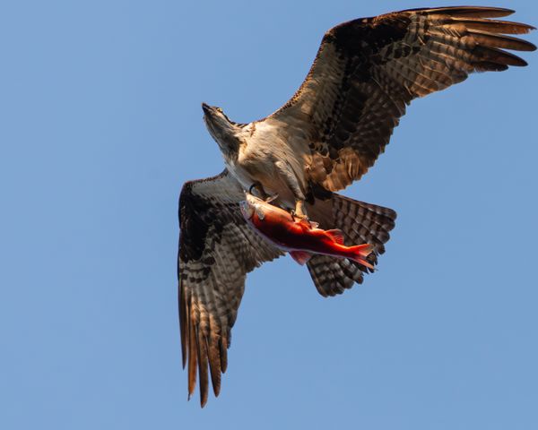 An osprey with a sockeye salmon. thumbnail