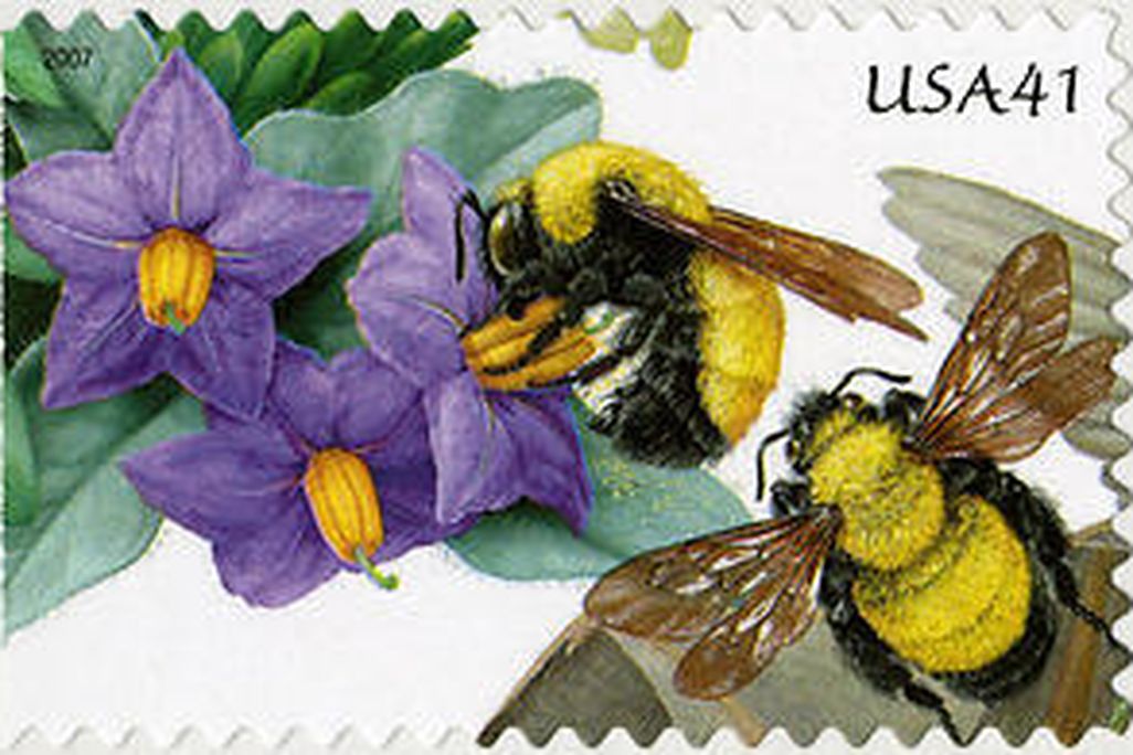 bumblebee.jpg