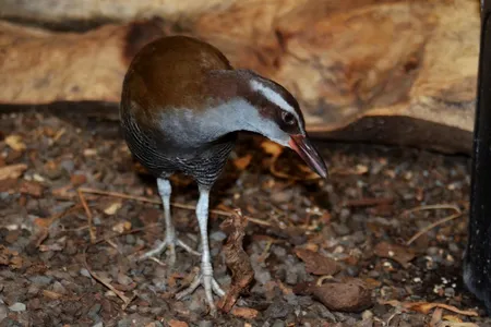 Tasi is a 4-year-old Guam rail and a marvel, considering that just a few decades ago his species nearly disappeared.