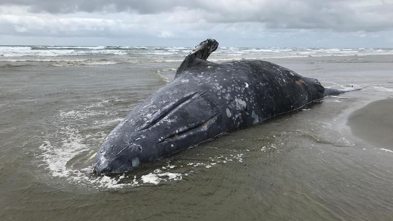 Dead gray whale stranded near Everett, towed to Camano, News