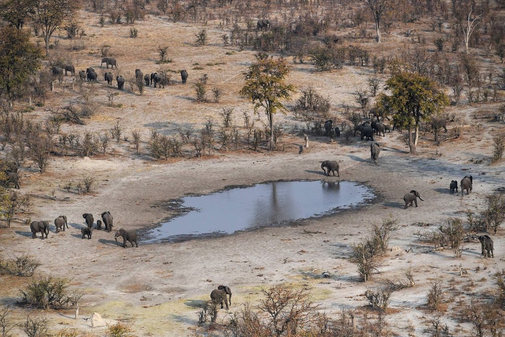 Aerial shot of elephants roaming near a waterhole in the plains of the Chobe district