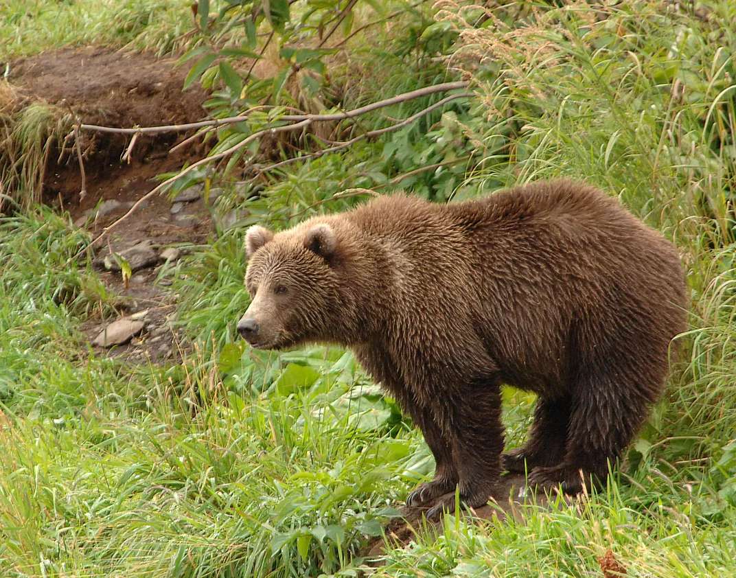 Kodiak Bear