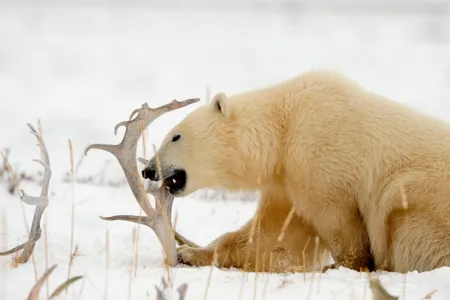 A polar bear gnawing a caribou antler